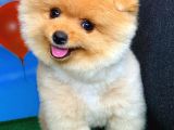 Sevimli ve Sempatik Pomeranian Boo Oğlumuz MARİO