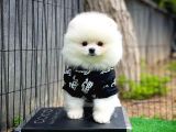 En iyi kalite Beyaz Pomeranian Boo 
