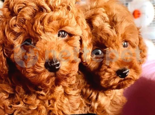 Toy Poodle Yavrularımız 