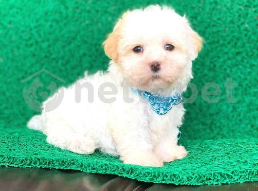 Mini Boy Maltipoo