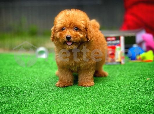 Mini 2 kg Dişi En Güzelinden Red Toy Poodle 