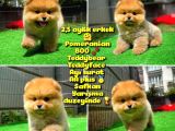 Safkan Ayı surat Teddybear Boo Pomeranian oğlumuz Bonny @yavrupatiler 