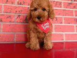 Toypoodle Red Mini Erkek Yavrumuz 