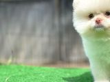  Sağlığınıza Şifa Pomeranian Boo yavrumuz 