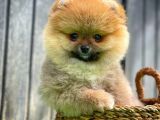 Yarışma düzeyinde Pomeranian Boo yavrumuz 