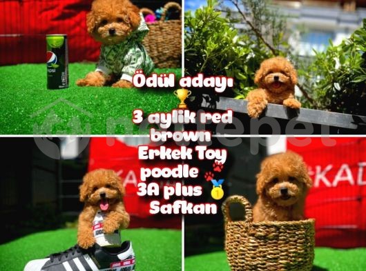 Taçsız kral ödül adayı Safkan orjinal renk Red Brown Toy poodle oğlumuz @yavrupatiler 