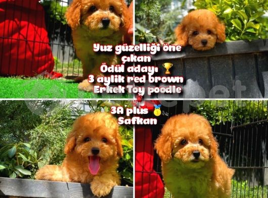 Orjinal renk Red Brown Toy poodle oğlumuz @yavrupatiler 