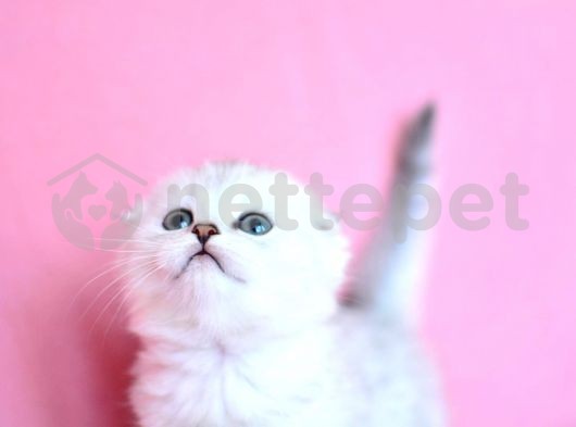 Silver Shaded Scottish Fold Irk Ve Sağlık Garantili Yavrumuz