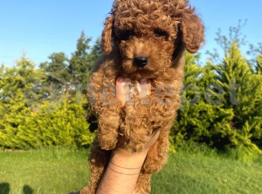 Bebek Surat Wc Egitimli Toy Poodle Bebekler