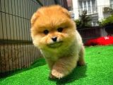 Orijinal Renk Pomeranian Boo Yavrularımızdan