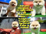 Orjinal Ayı surat Teddybear Boo Pomeranian oğlumuz Hariboo @yavrupatiler