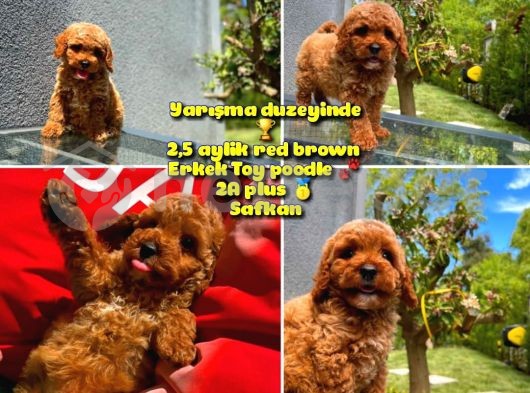 Orjinal renk Safkan Red Brown Toy poodle Oğlumuz Junior @yavrupatiler 