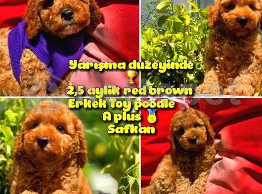 Orjinal Renk Safkan Red Brown Toy Poodle Oğlumuz Coffe @Yavrupatiler