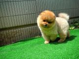 İyi kalite sevimli Pomeranian Boo yavrumuz 