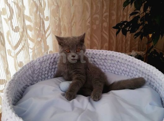 British Shorthair 2100Tl