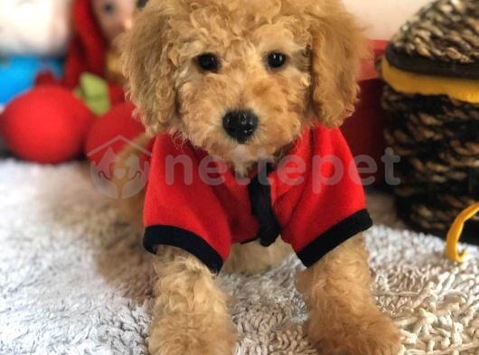 Dişi Anne Altından Tuvalet Eğitimli Toy Poodle Yavrumuz