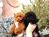 Siyah ve silver mini toy poodle a kalite anne baba 3 kg 