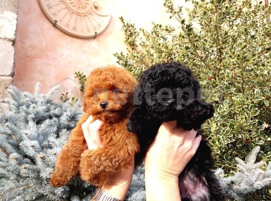 Siyah ve silver mini toy poodle a kalite anne baba 3 kg 