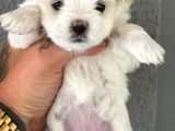 Kore kanı a kalite maltese terrier yavrularımız anne baba 2 kg 