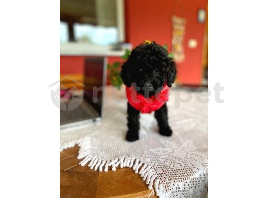 Black Mini Toy Poodle Yavrularımız