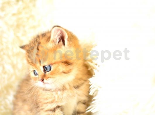 Golden Tabby British Shorthair Erkek Eğitimli Yavrumuz