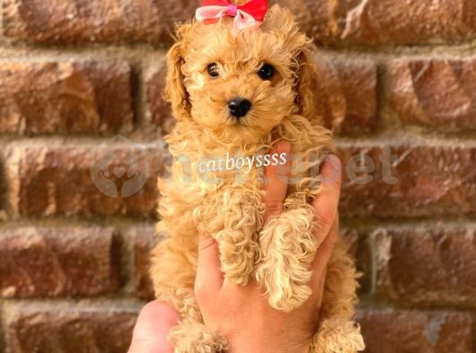 Toy Poodle Apricot Yavrular @Catboyssss Da