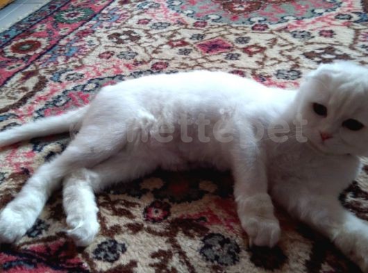 10 Aylık Erkek Scottish Shorthair 