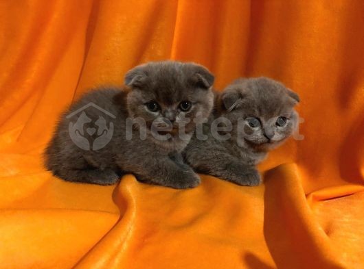 Scottish Fold Dişi Ve Erkek Yavrular !