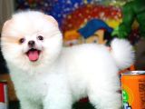 Dünya Güzeli Pomeranian Boo yavrumuz 