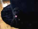 Mini Black Poodle  Nyx