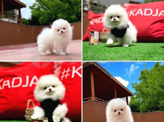 Teddy Bear Miniboy Pomeranian Boo Yavrumuz 