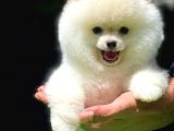 Kar Beyazı Küt Burun TeddyBearFace PomeranianBoo Oğlumuz/ İnstagram: pomeranianboodunyasi_