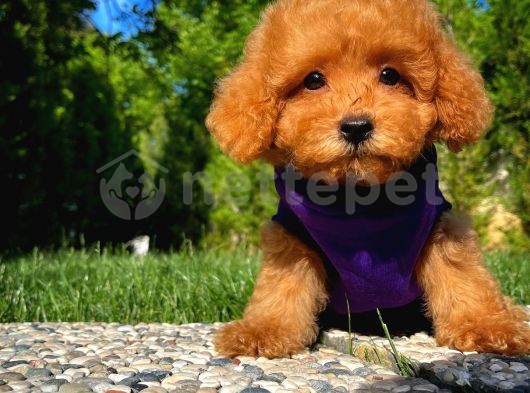 Irk Ve Sağlık Garantili Toypoodle Erkek Yavrumuz/ İnstagram: Pomeranianboodunyasi_