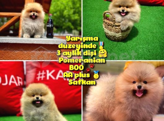 Basık Surat 0,5 Burun Ödül Adayı Safkan Boo Pomeranian @Yavrupatiler