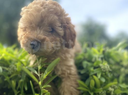 Red brown toy poodle 