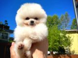 Mini boy teddy face Pomeranian boo yavrumuz 