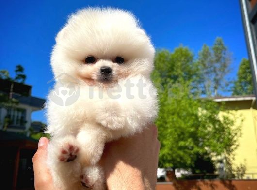 Mini boy teddy face Pomeranian boo yavrumuz 