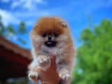 Yarışma düzeyi orjinal renk Teddy bear Pomeranian boo yavrumuz 