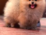 Sağlık garantili sık tüylü sevimli Pomeranian Boo yavrumuz 