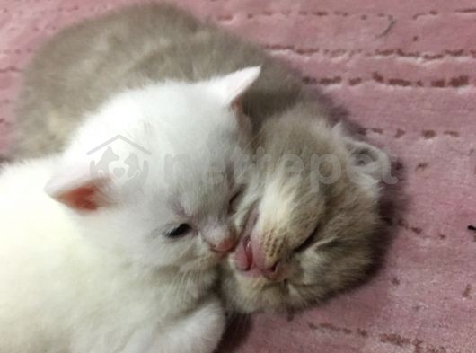 Scottish Fold Ve Scottish Straight Ve Sıfır Kulak Yavrular