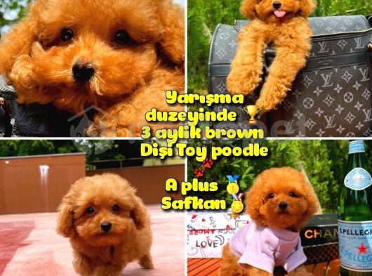 Orjinal renk Safkan Red Brown Toy poodle Kızımız Krema @yavrupatiler