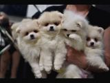 4 Erkek Pomeranian boo Yavrumuza Yeni Sahiplerimizi Arıyoruz