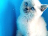 Blu point 2 aylık dişi kedimi sahiplendirmek istiyorum 