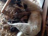 Kangal yavrusu 35 günlük 8 yavru 3 erkek 5 dişi
