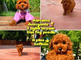 Orjinal renk Safkan Red Brown Toy poodle Kızımız Milka @yavrupatiler