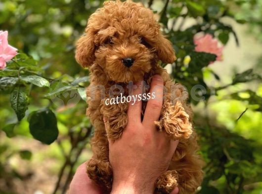 Irk ve sağlık garantili red toy poodle yavrumuz @catboyssss da