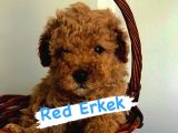 SAFKAN RED VE APRİCOT POODLE YAVRULARIMIZ 