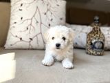 Dişi ve Erkek Maltese Terrier Yavrularımız 