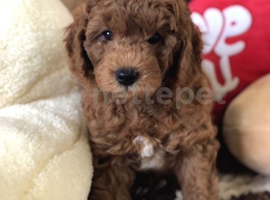A KALİTE RED TOY POODLE 