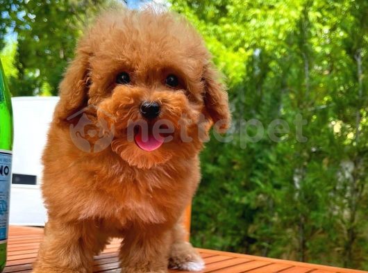 Secereli En Güzelinden Toy Poodle Yavrumuz 